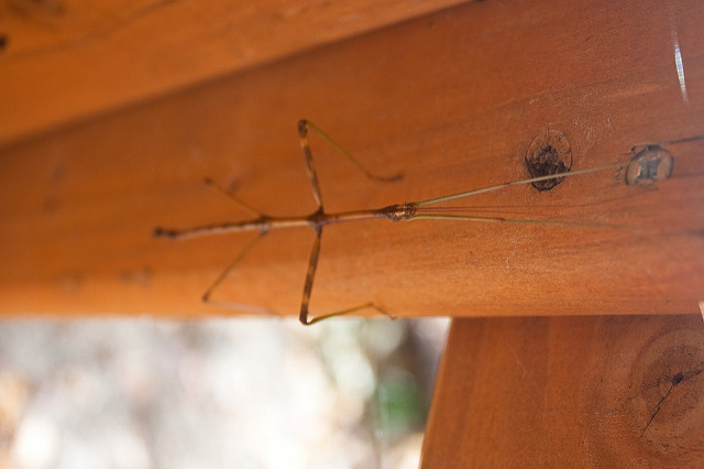 Walking Stick Insect Walking Stick Insect
