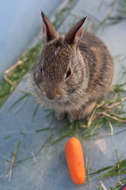 Baby Rabbit