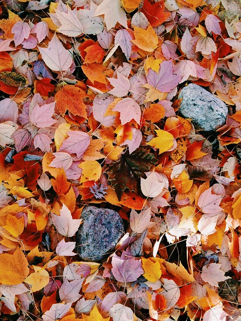 Tree Identification with Kids via The Risky Kids Tree Identification with Kids via The Risky Kids