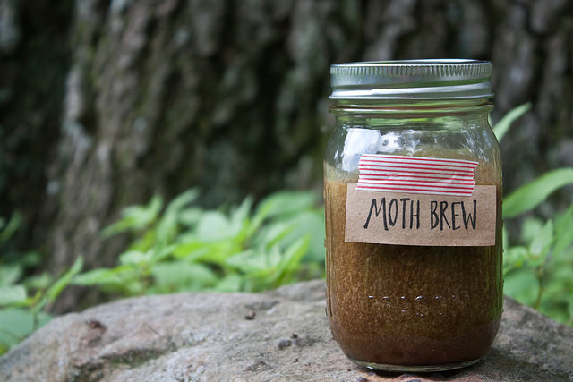 Moth brew to attract moths