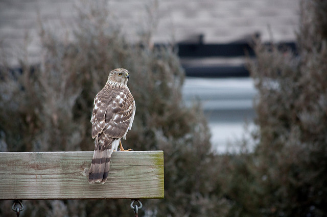 Hawk Great Backyard Bird Count Hawk Great Backyard Bird Count