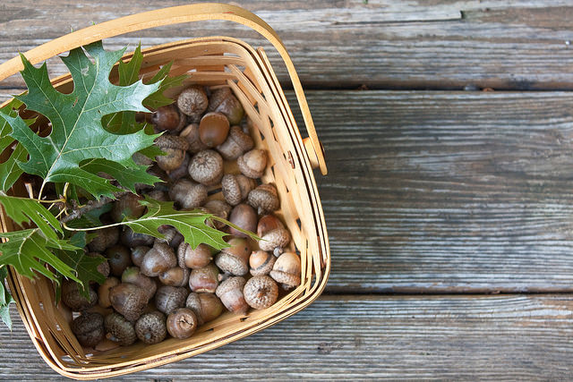 basket of acorns