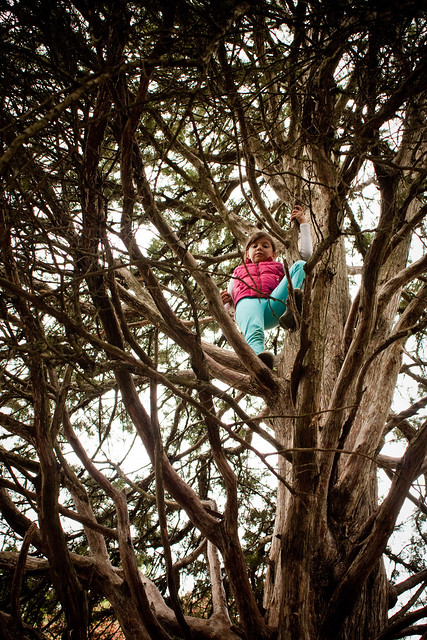 kids climbing trees