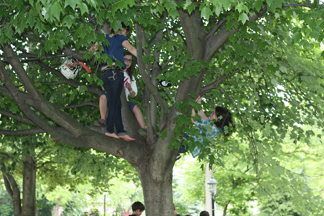 Kids Climbing Trees Kids Climbing Trees