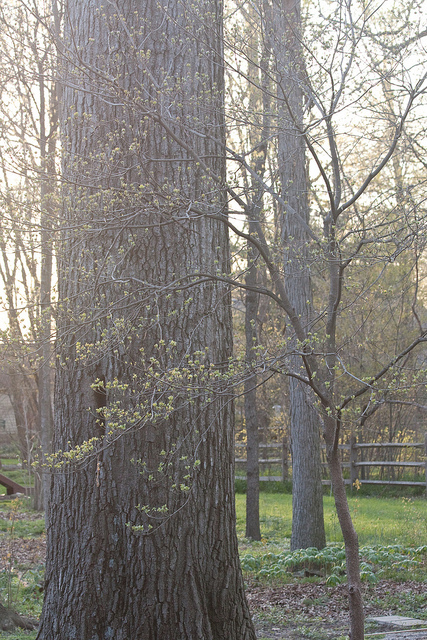 Mighty oak and dogwood Mighty oak and dogwood