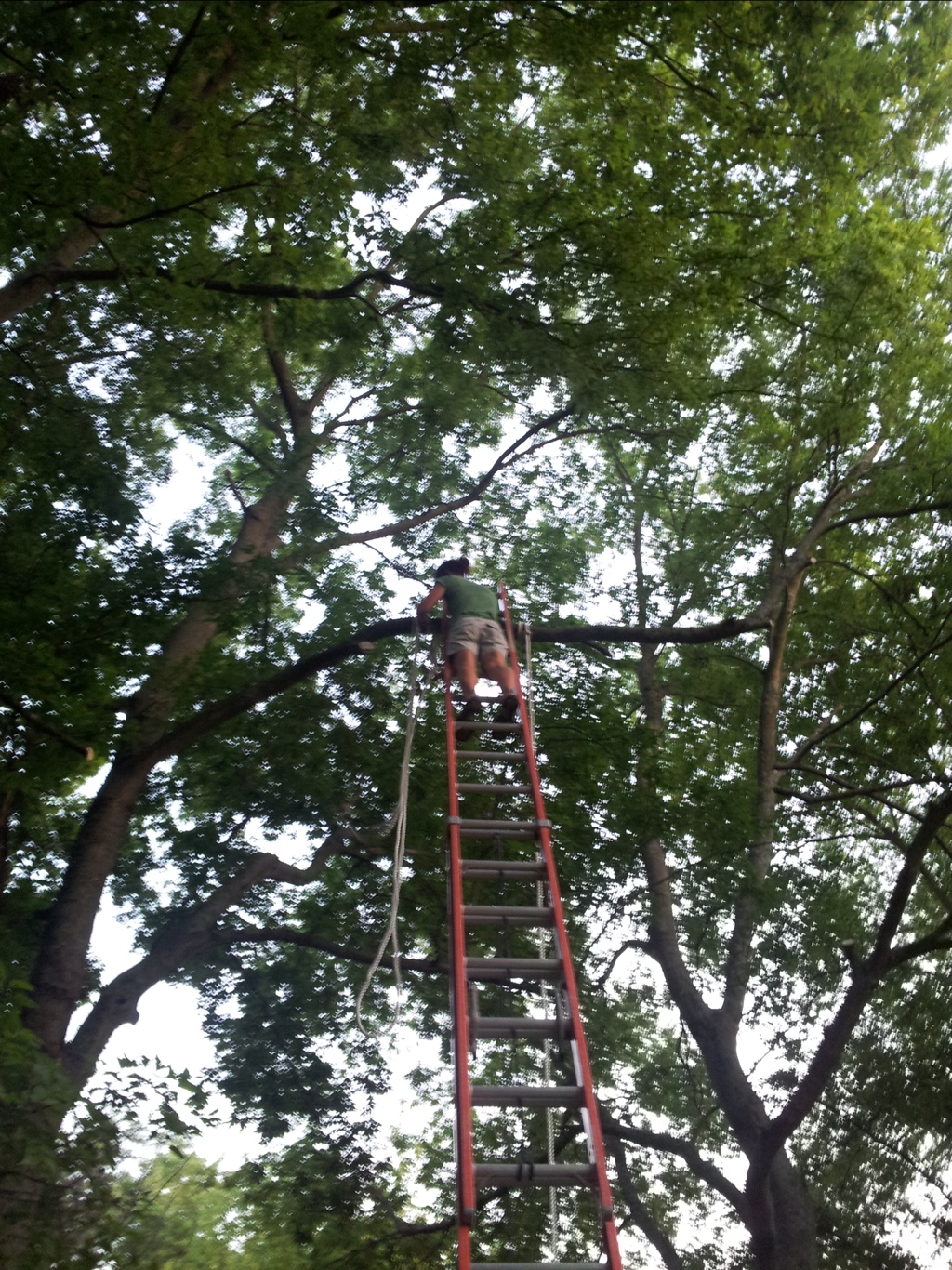 Building a tree swing