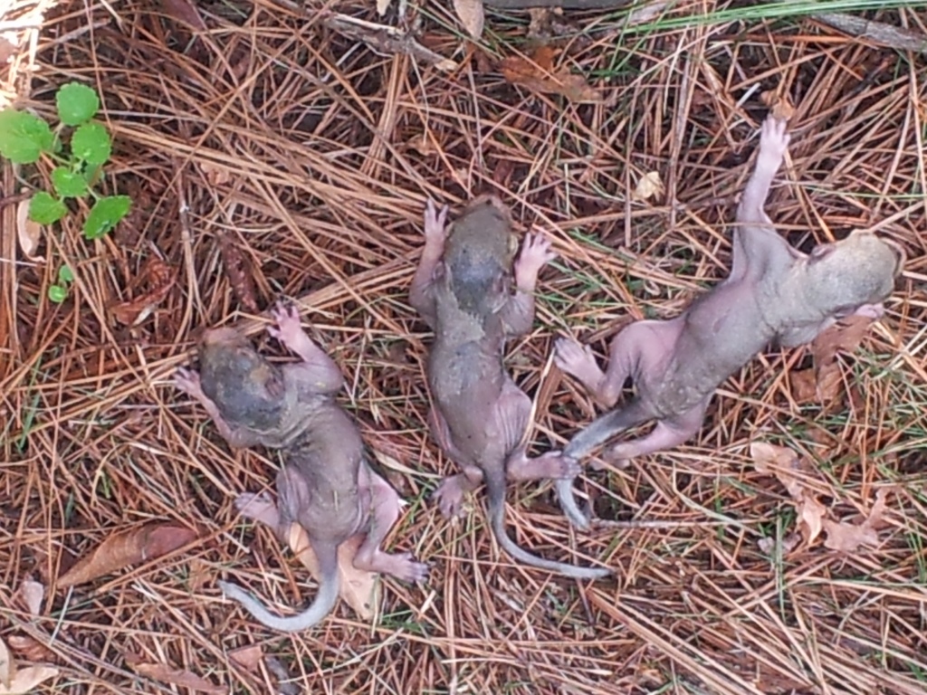 Baby squirrels
