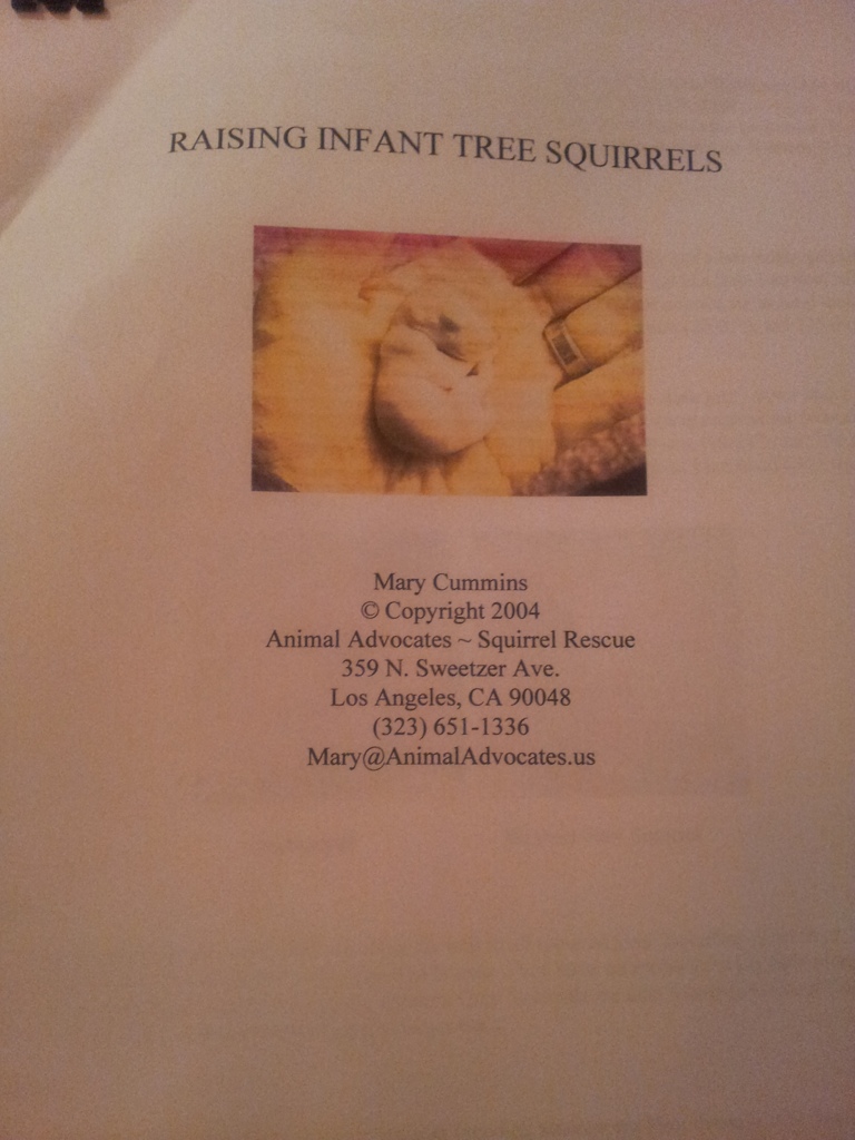 Raising infant tree squirrels