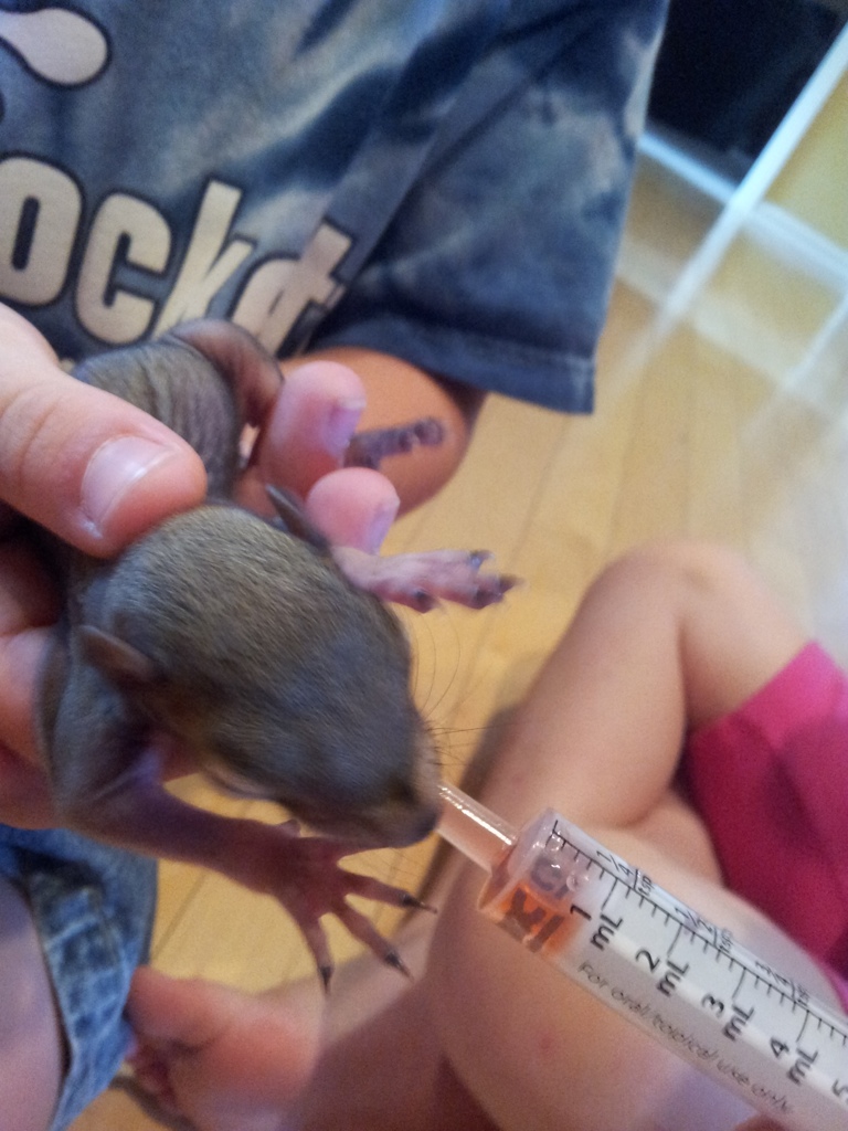 Feeding baby squirrels